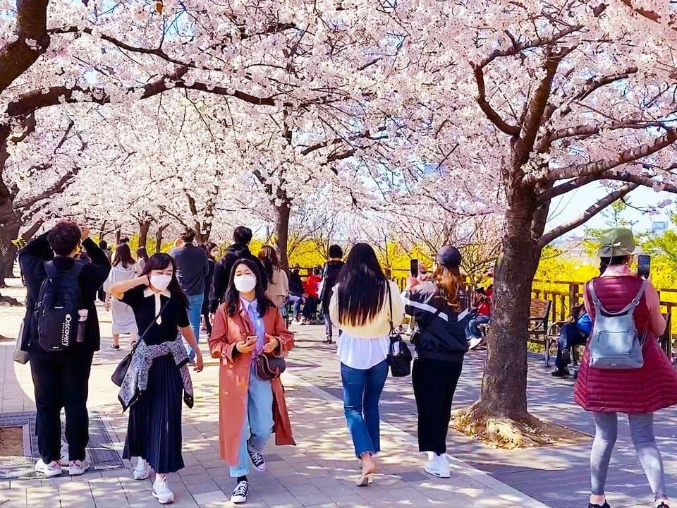 Lễ hội hoa mùa xuân Yeongdeungpo Yeouido ở Seoul Du lịch Hàn Quốc ngắm hoa đào