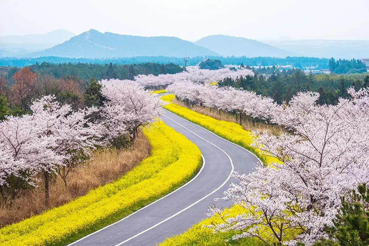 Lễ hội hoa anh đào vua Jeju ở Hàn Quốc Du lịch Hàn Quốc ngắm hoa đào