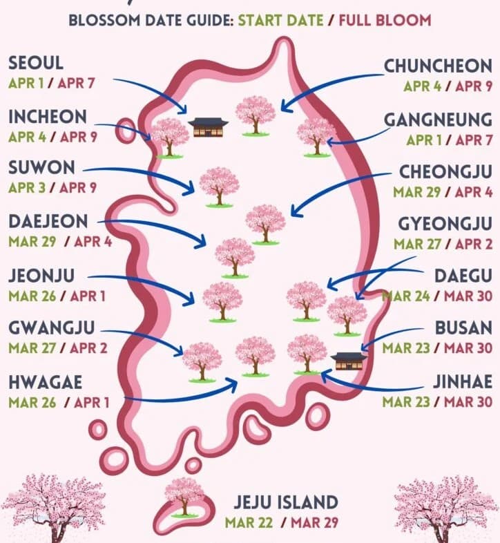 Lịch hoa đào nở ở Hàn Quốc