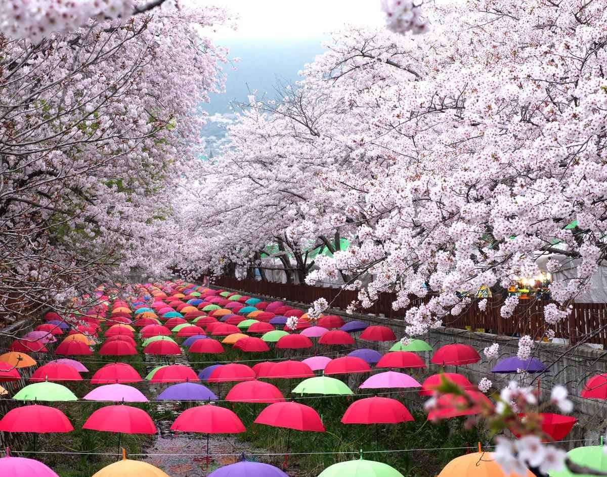Vì sao nên đi Hàn ngắm hoa anh đào Du lịch Hàn Quốc ngắm hoa đào