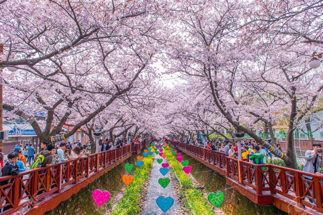 Lễ hội hoa anh đào Jinhae Gunhangje ở Hàn Quốc Du lịch Hàn Quốc ngắm hoa đào