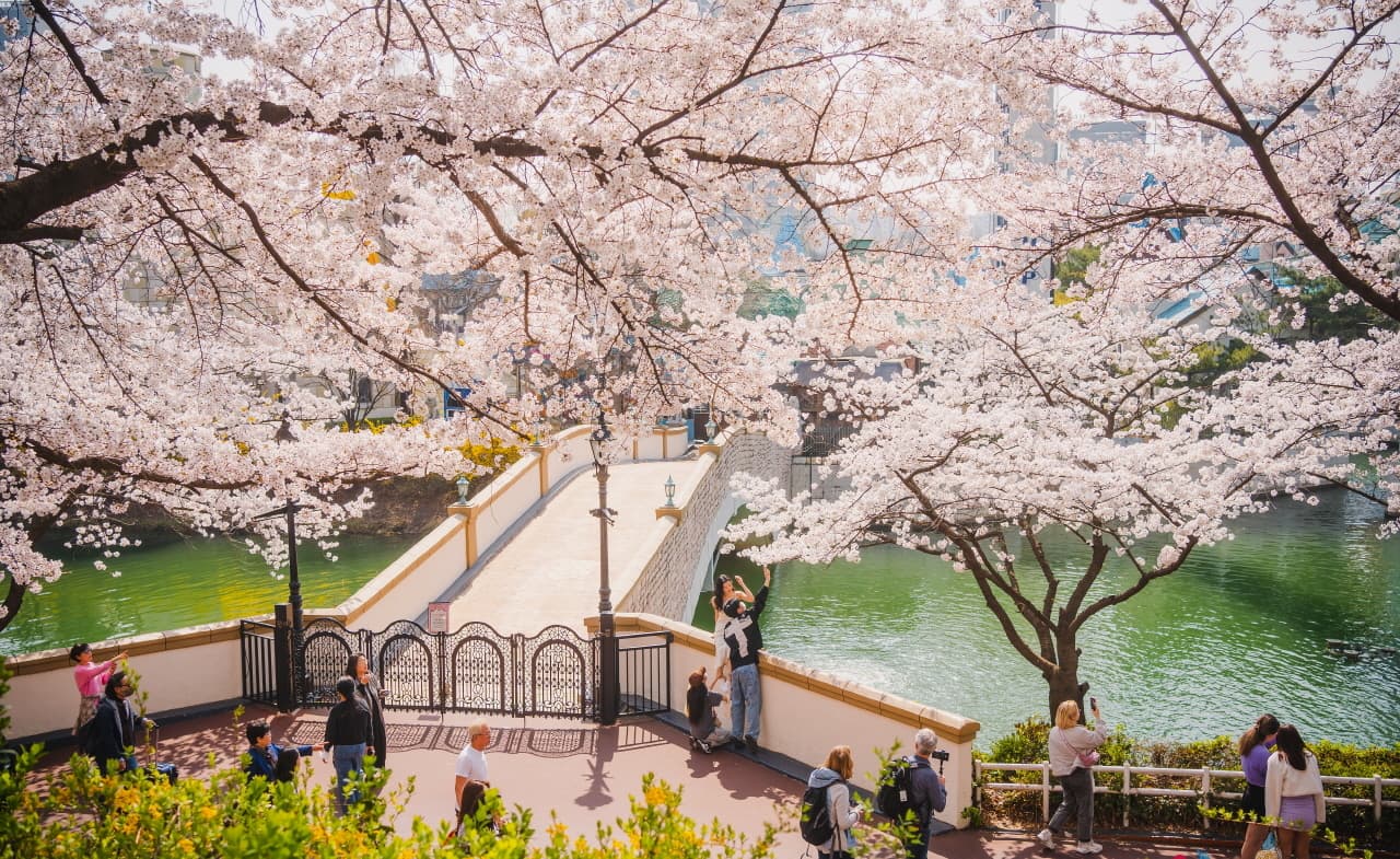 Hoa đào nở ở Hồ Seokchon ở Seoul Hàn Quốc Du lịch Hàn Quốc ngắm hoa đào