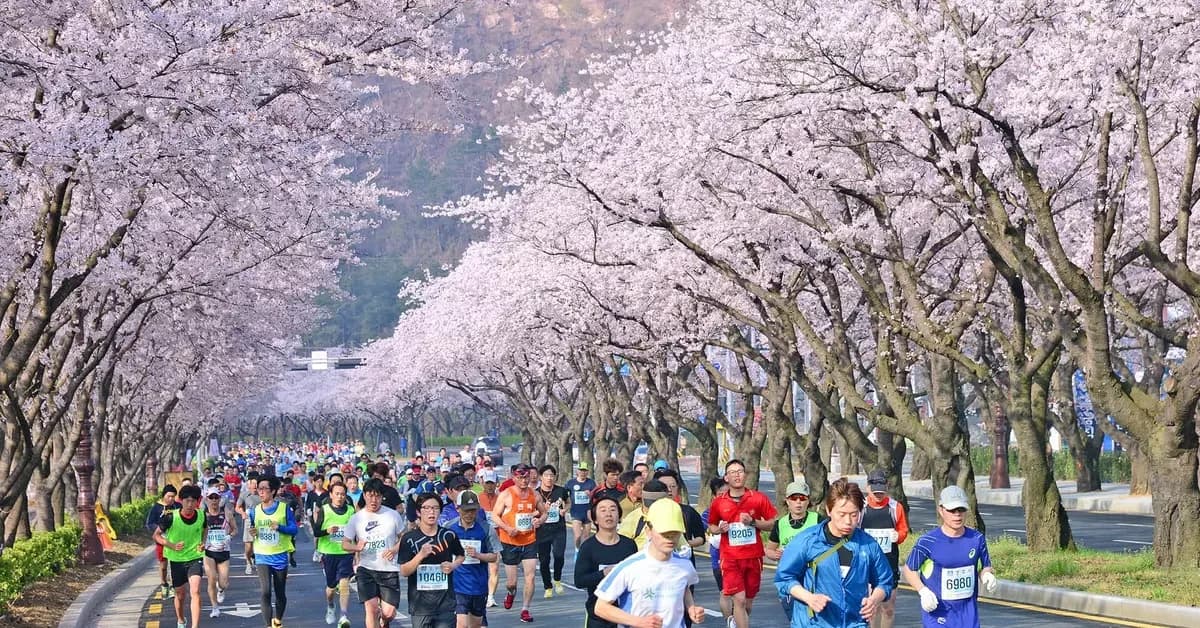 Chạy marathon tại lễ hội hoa anh đào Gyeongju Du lịch Hàn Quốc ngắm hoa đào
