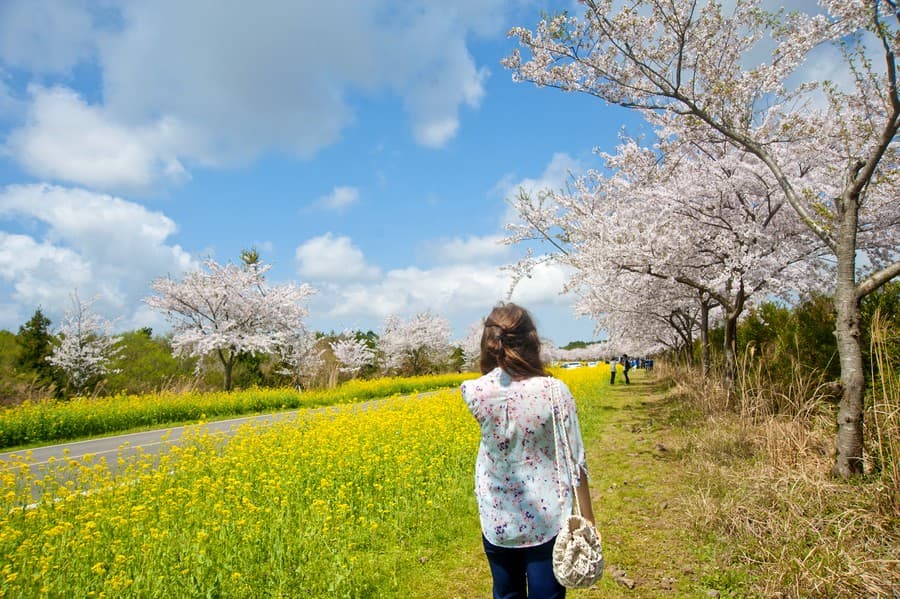 Hoa cải và hoa anh đào trên một con đường ở đảo Jeju Du lịch Hàn Quốc ngắm hoa đào
