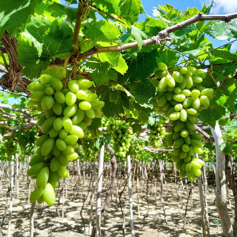 Vườn Nho Thái An trên đường Bờ Biển Núi Chúa Du lịch Phan Rang - Cam Ranh