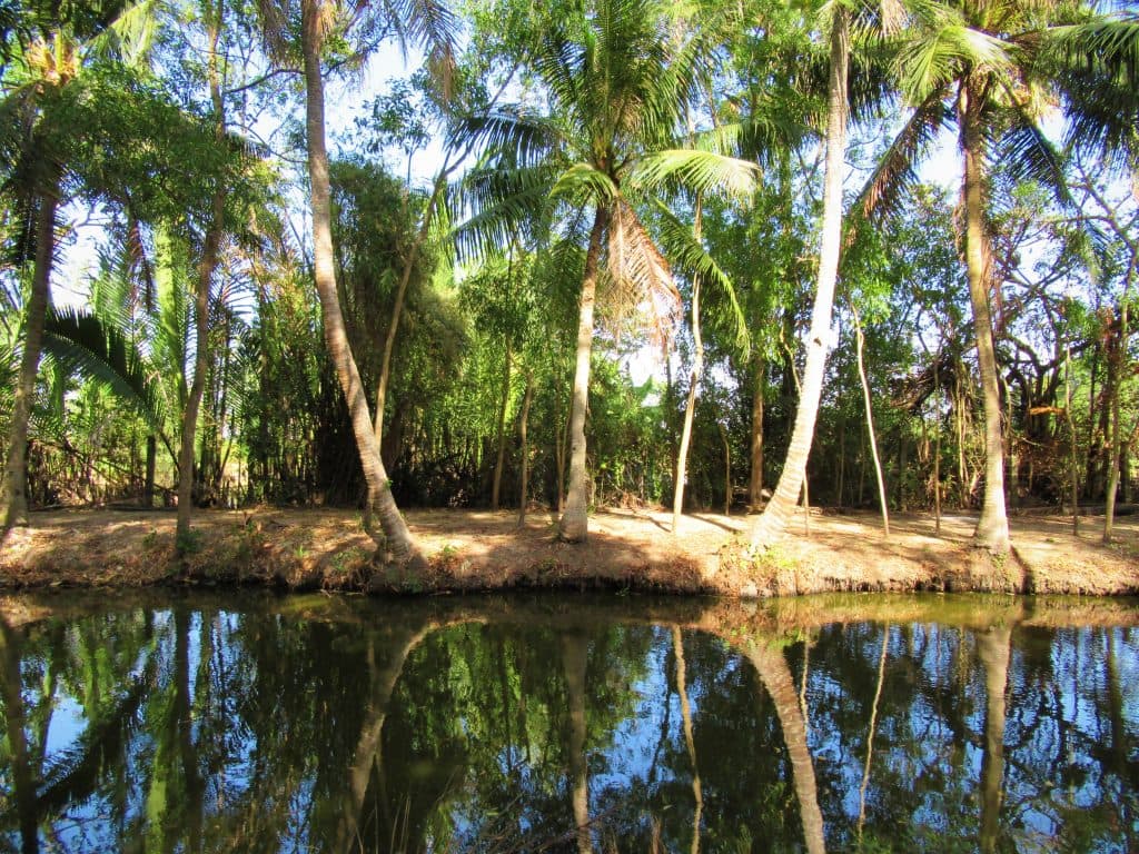 Ao thiêng và rặng dừa Ao thiêng và rặng dừa