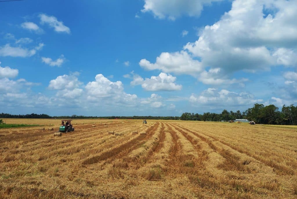 Cánh đồng lúa Cánh đồng lúa