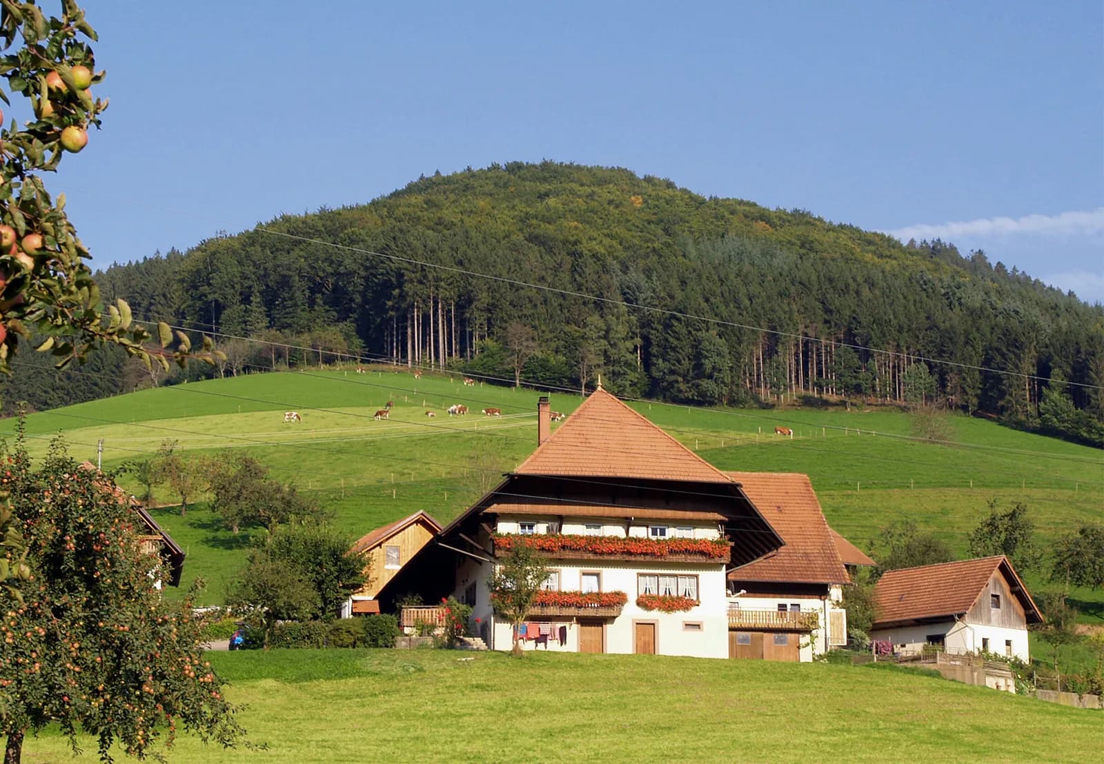 Du lịch Đức tự túc - Black Forest