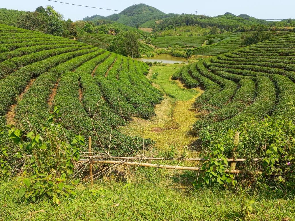 Die Teehügel von Thanh Chương