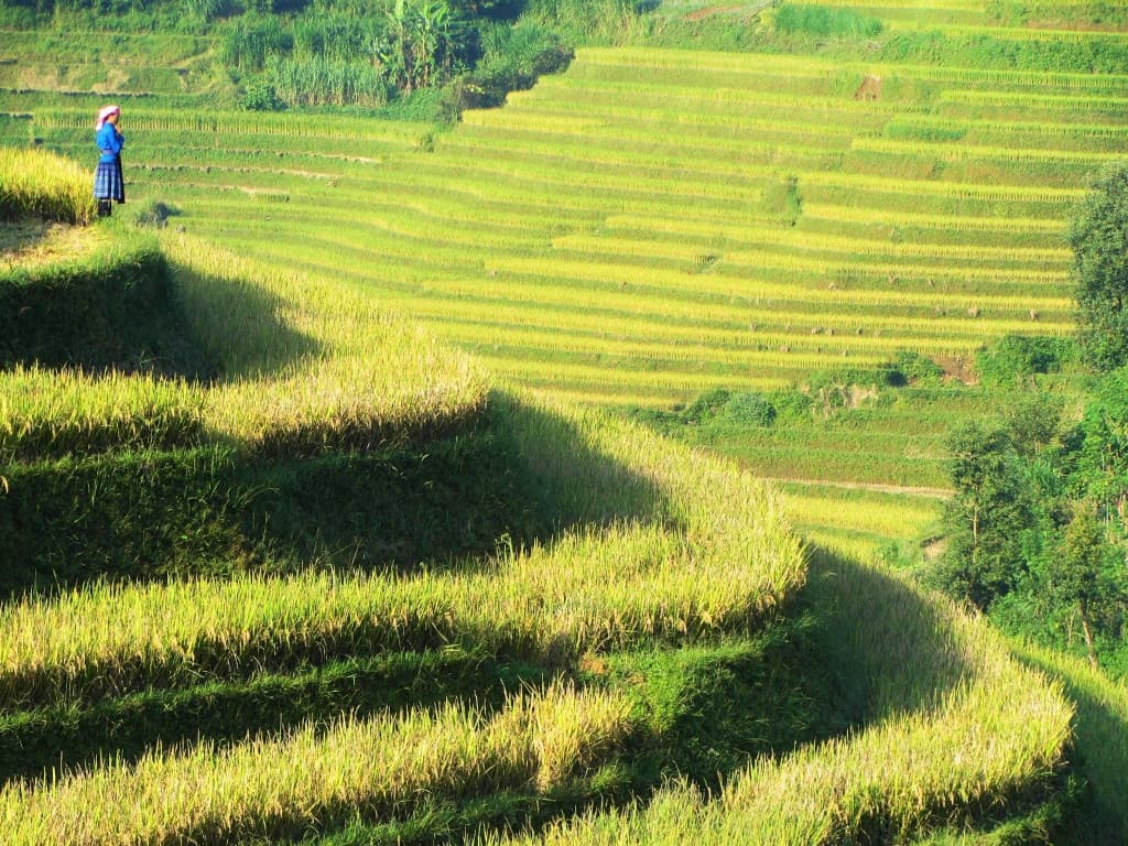 Rizières en terrasses au nord du Vietnam Rizières en terrasses au nord du Vietnam