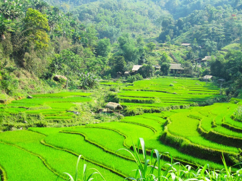 Rizières en terrasses au nord du Vietnam Rizières en terrasses au nord du Vietnam