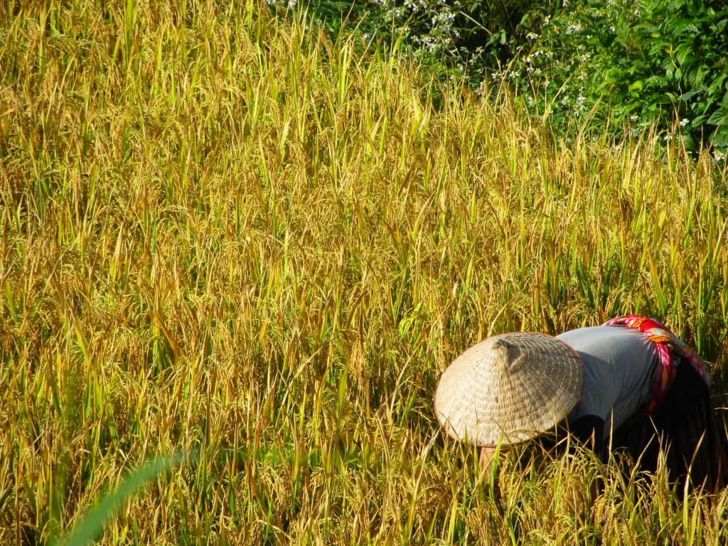 Rizières en terrasses au nord du Vietnam Rizières en terrasses au nord du Vietnam