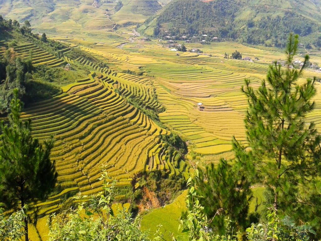 Rizières en terrasses au nord du Vietnam Rizières en terrasses au nord du Vietnam