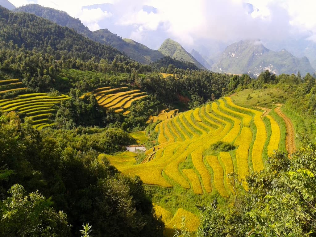 Rizières en terrasses au nord du Vietnam Rizières en terrasses au nord du Vietnam
