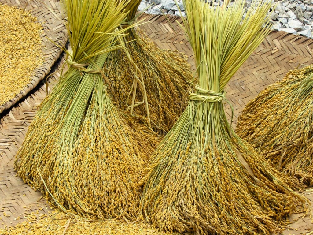 Rizières en terrasses au nord du Vietnam Rizières en terrasses au nord du Vietnam