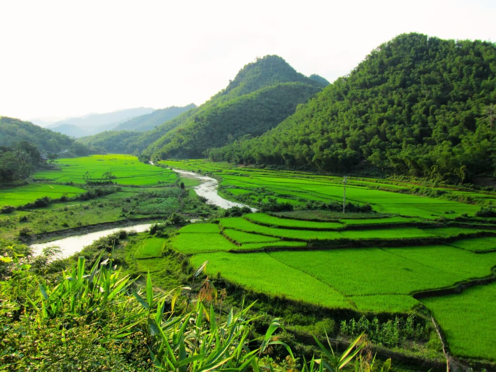 Rizières en terrasses au nord du Vietnam Rizières en terrasses au nord du Vietnam