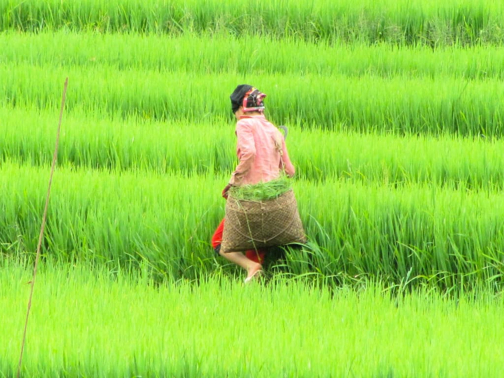 Rizières en terrasses au nord du Vietnam Rizières en terrasses au nord du Vietnam