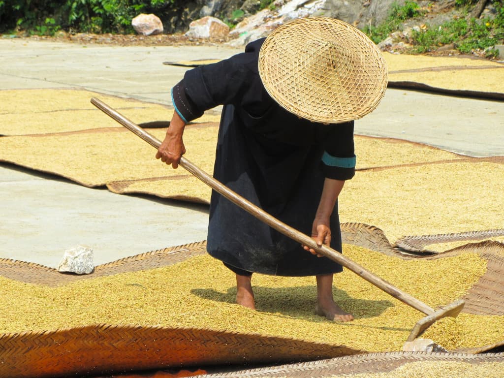 Rizières en terrasses au nord du Vietnam Rizières en terrasses au nord du Vietnam