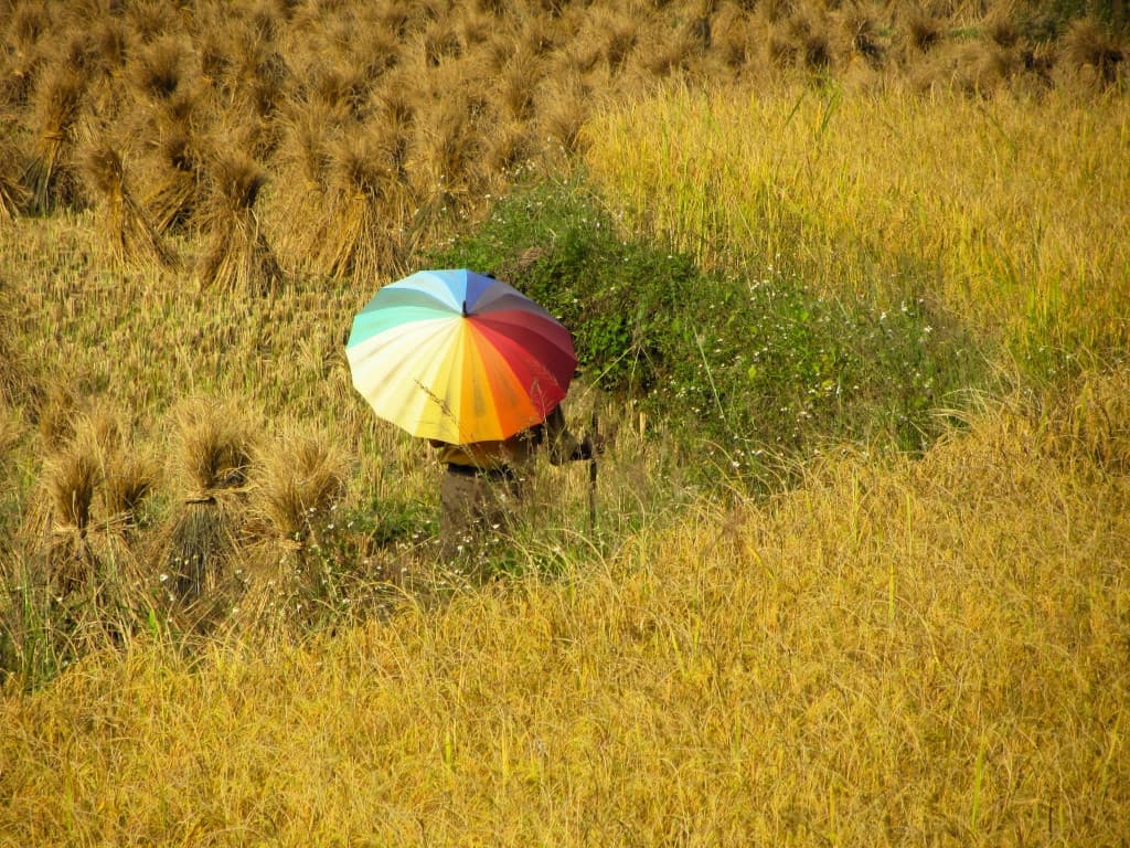 Rizières en terrasses au nord du Vietnam Rizières en terrasses au nord du Vietnam