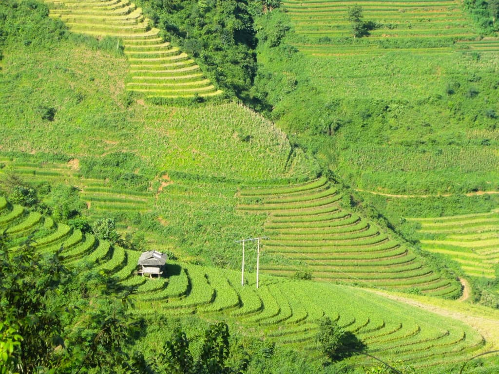 Rizières en terrasses au nord du Vietnam Rizières en terrasses au nord du Vietnam