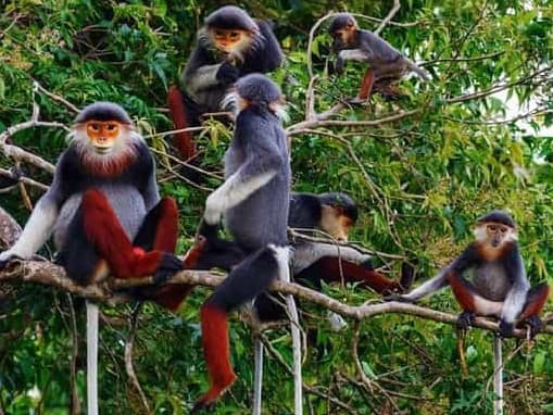 Ninh Binh Travel Guide - Monkey in Cuc Phuong