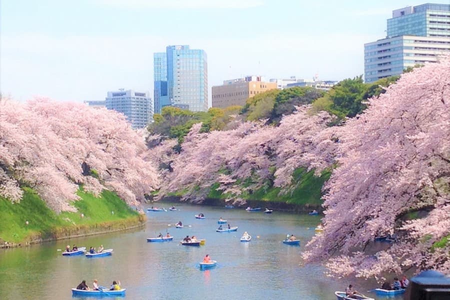 Chèo thuyền ngắm hoa đào ở Chidorigafuchi