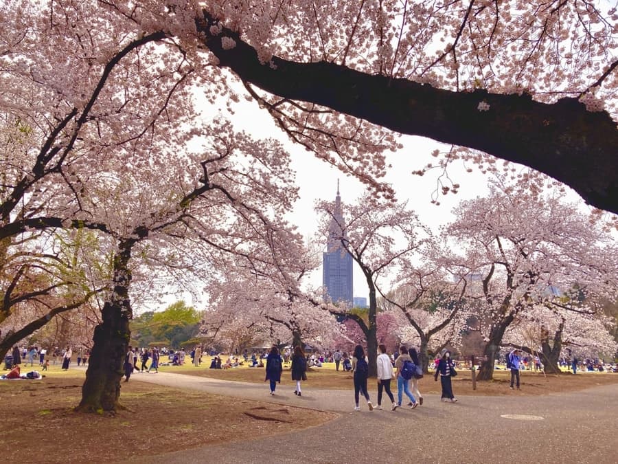 Địa điểm ngắm hoa đào ở Tokyo - Shinjuku Gyoen