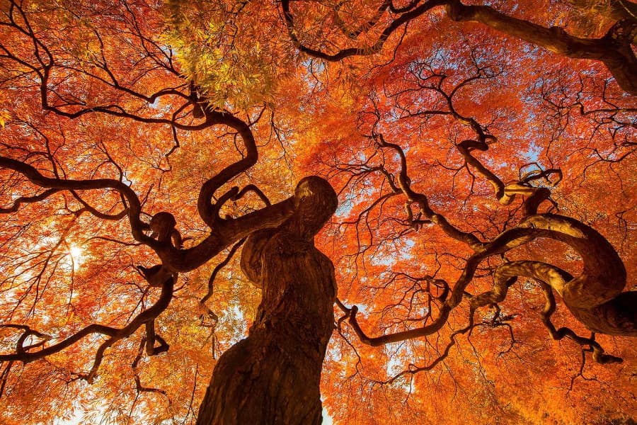 Cây phong lá đỏ khi mùa thu ở Công viên Quốc gia Shinjuku Gyoen