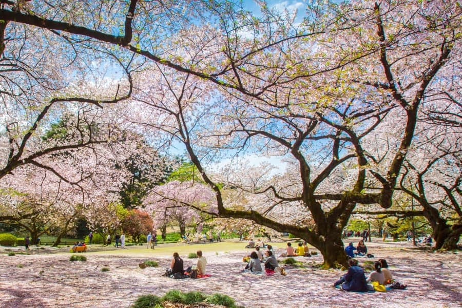 Ngắm hoa đào nở ở Công viên Ueno