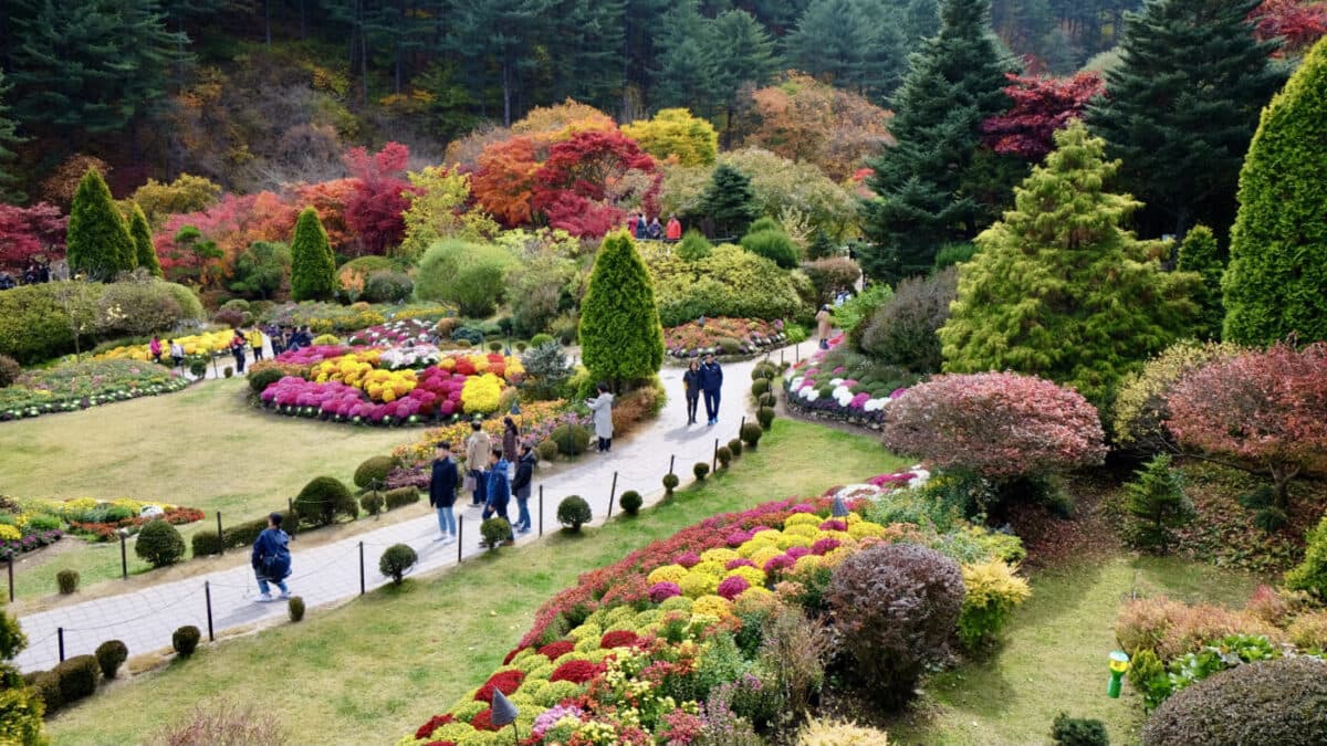 Du lịch Hàn Quốc tự túc - Khu Vườn Buổi Sáng Tĩnh Lặng - Garden of Morning Calm