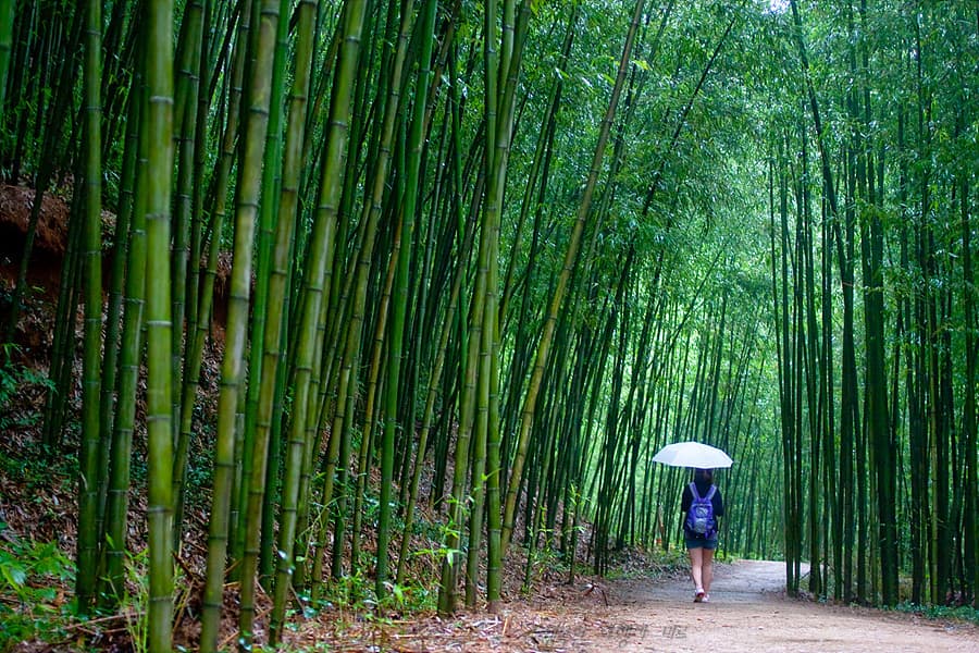 Du lịch Hàn Quốc tự túc - Rừng trúc Damyang Juknokwon