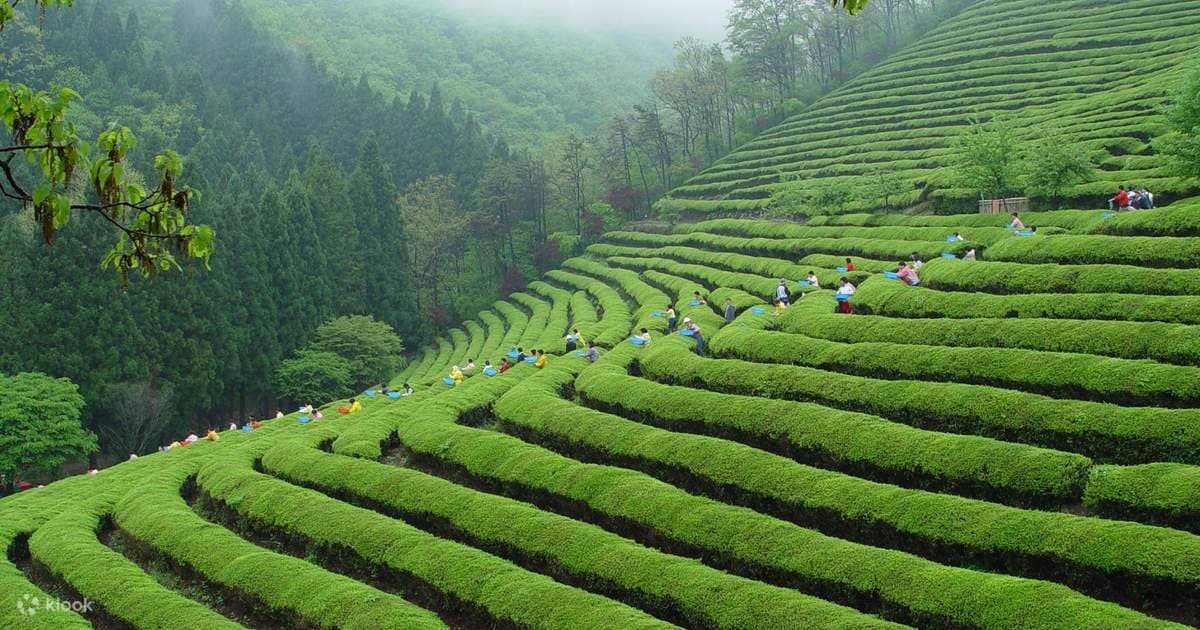 Du lịch Hàn Quốc tự túc - Cánh đồng trà xanh Boseong