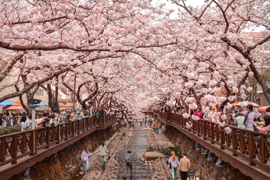 Du lịch Hàn Quốc tự túc - Lễ hội ngắm hoa anh đào ở Hàn Quốc