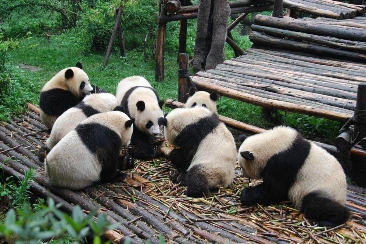 Du lịch Thành Đô - Gấu trúc tại Trung tâm nghiên cứu gấu trúc Thành Đô